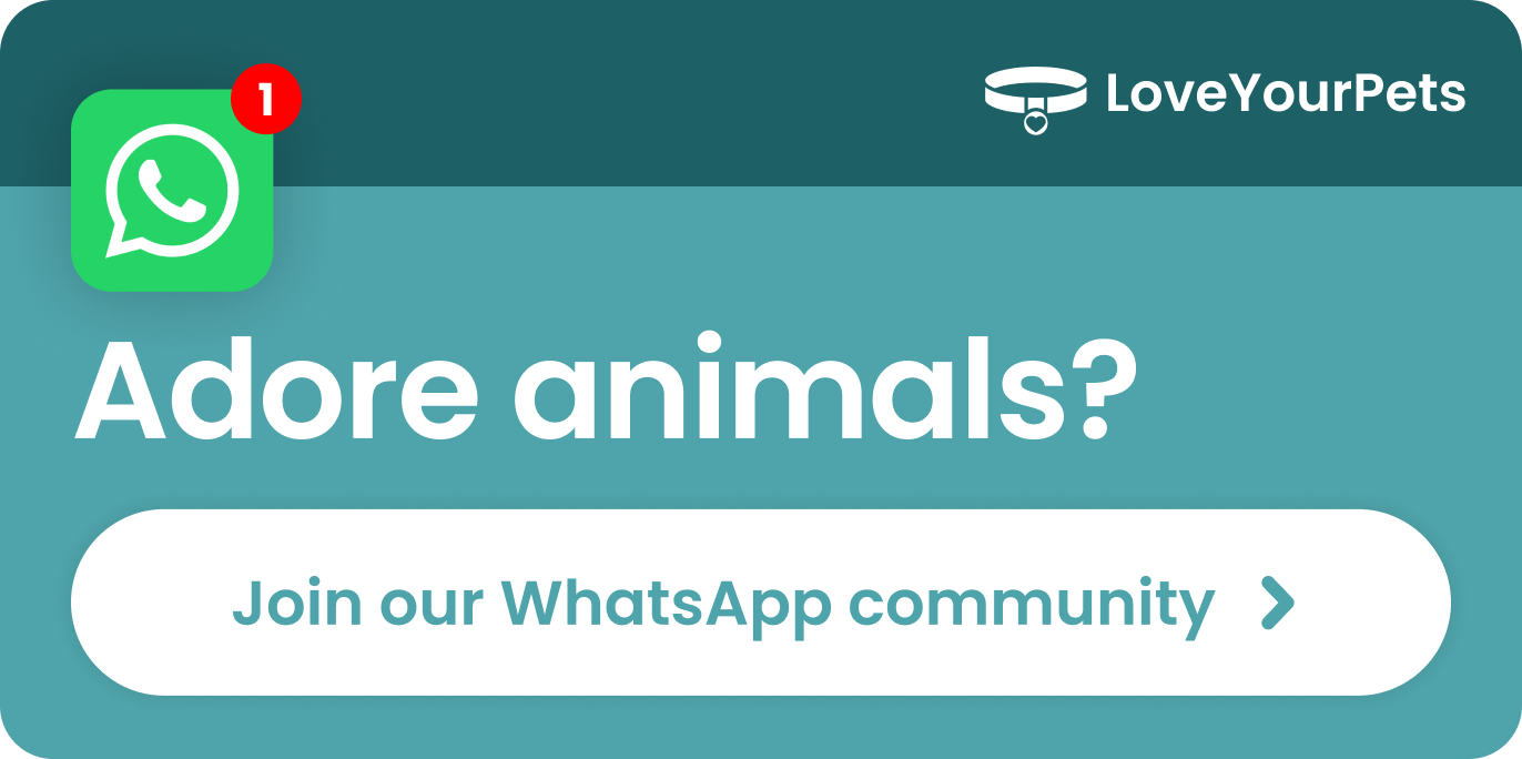 Obsessed with health? Join our WhatsApp Communit