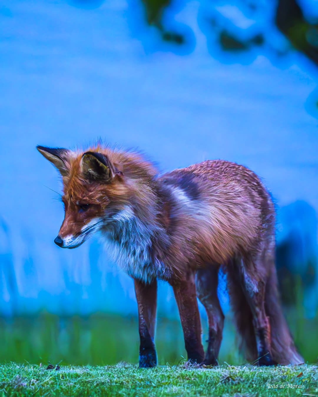 The Nocturnal Garden Visitor