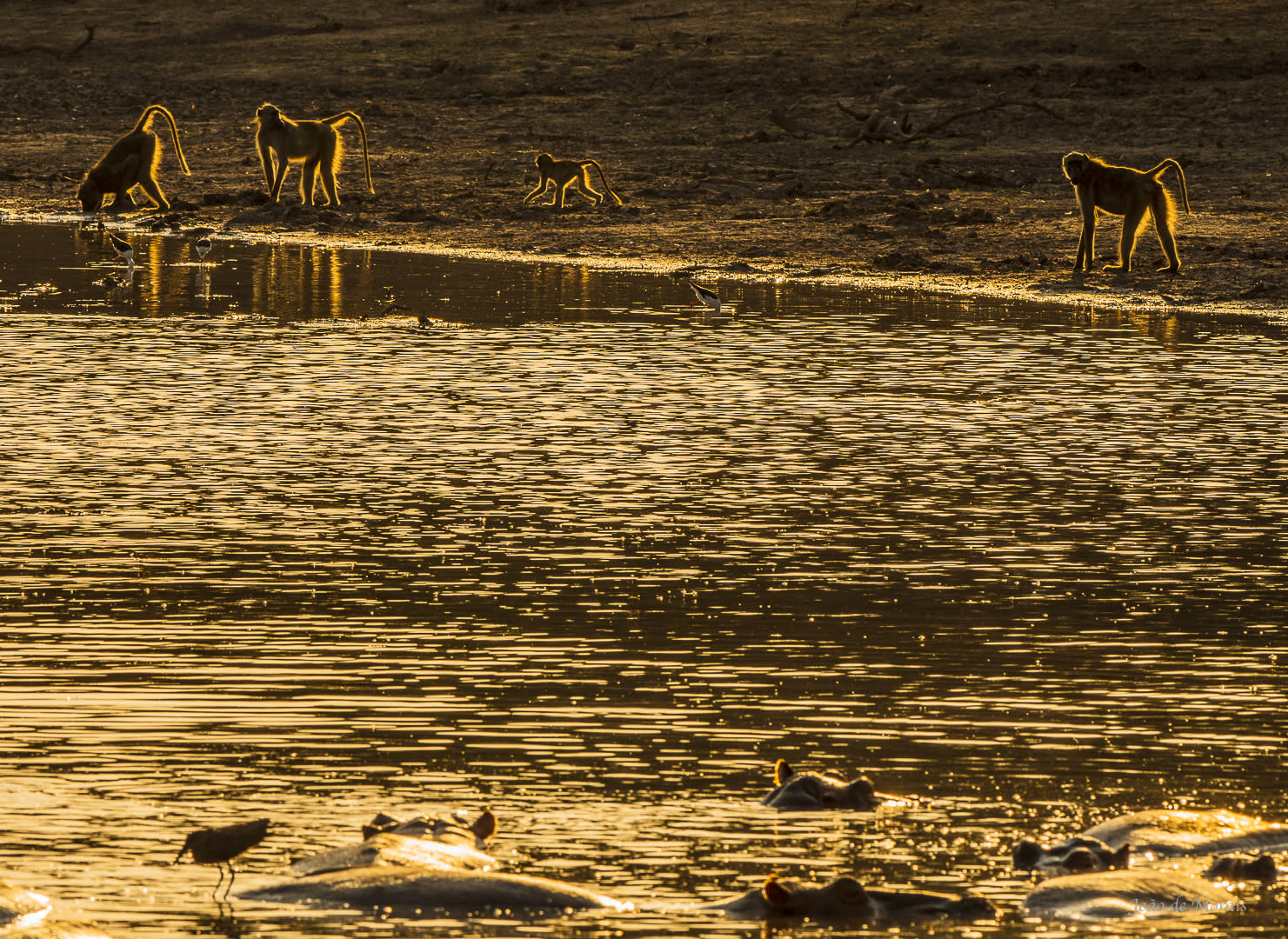 Sunset by the Hippo pool.