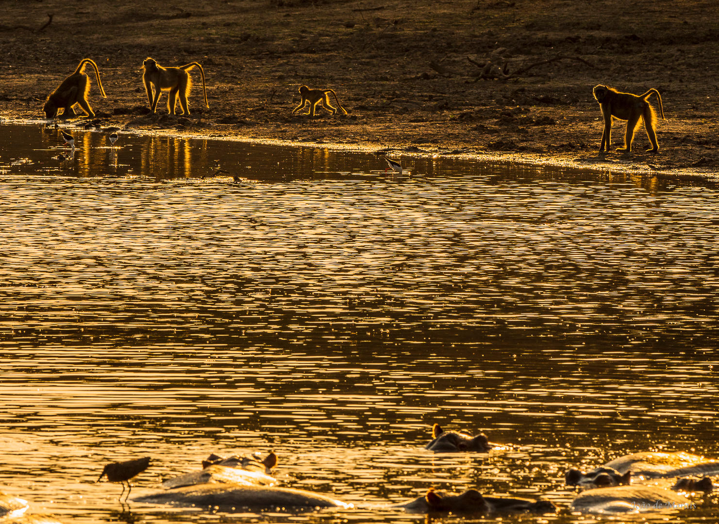 Sunset by the Hippo pool.