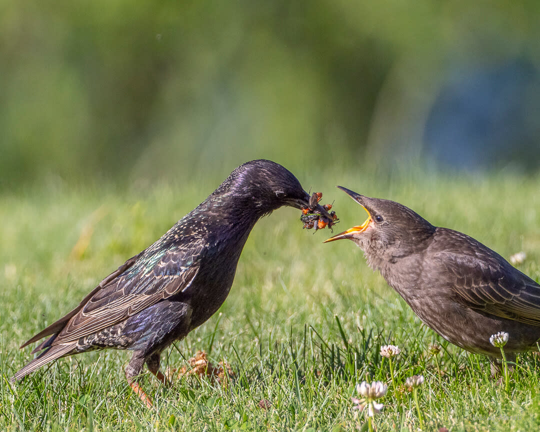 Feeding the Future (nr 1)