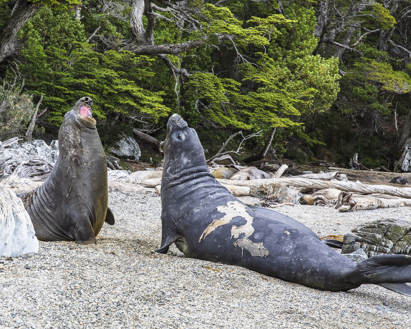 Southern Elephant Seal fight