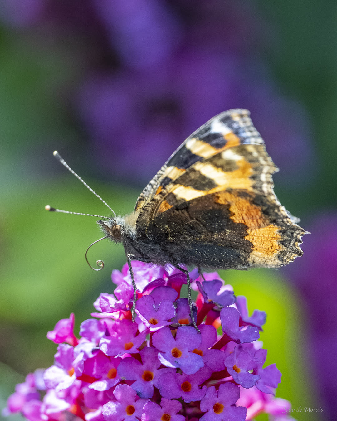 Tortoise Shell Butterfly