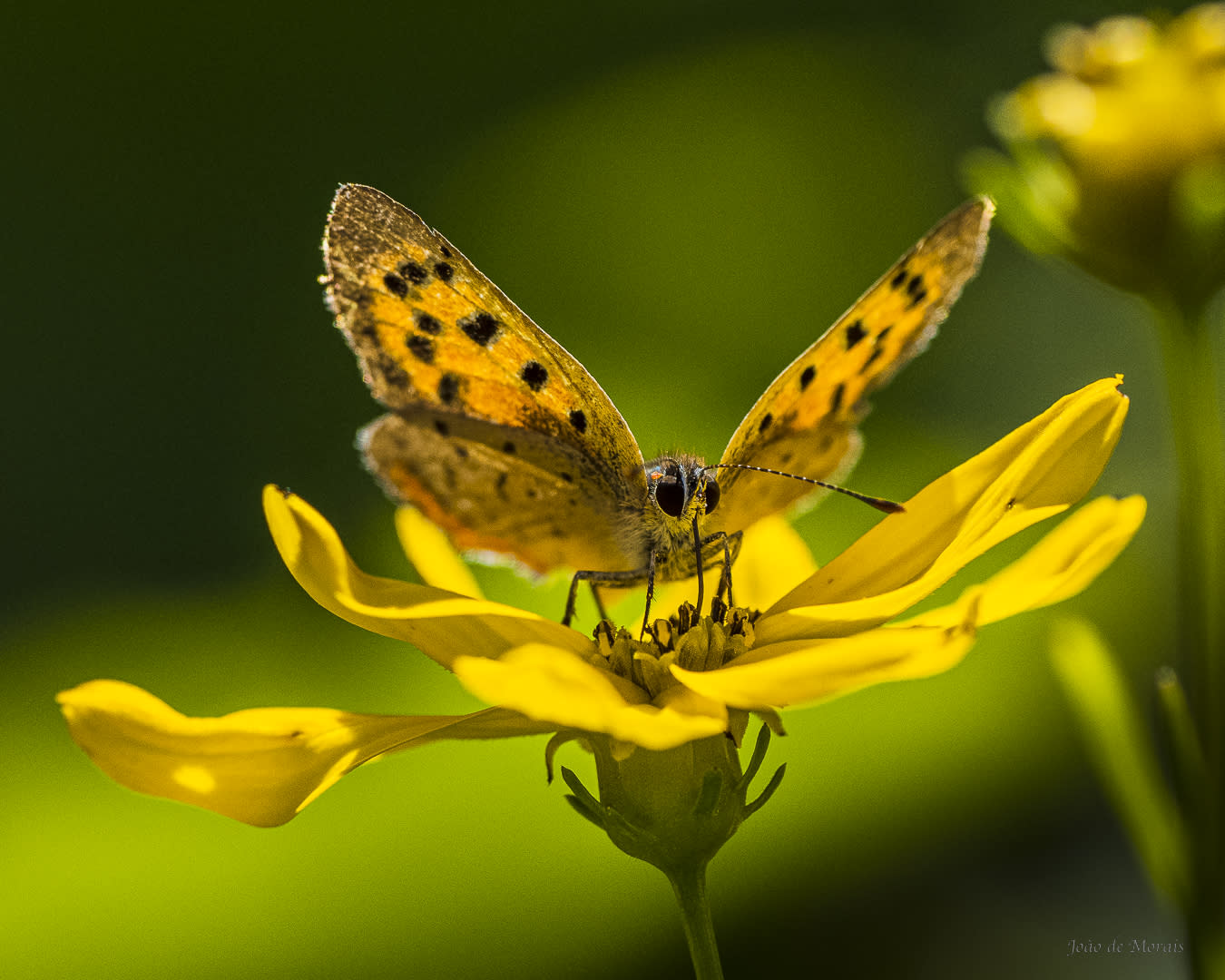 Shades of Yellow