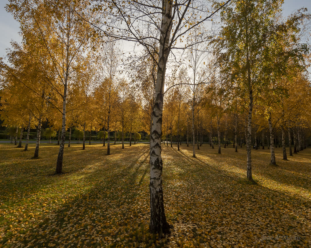 Harmony at Fall