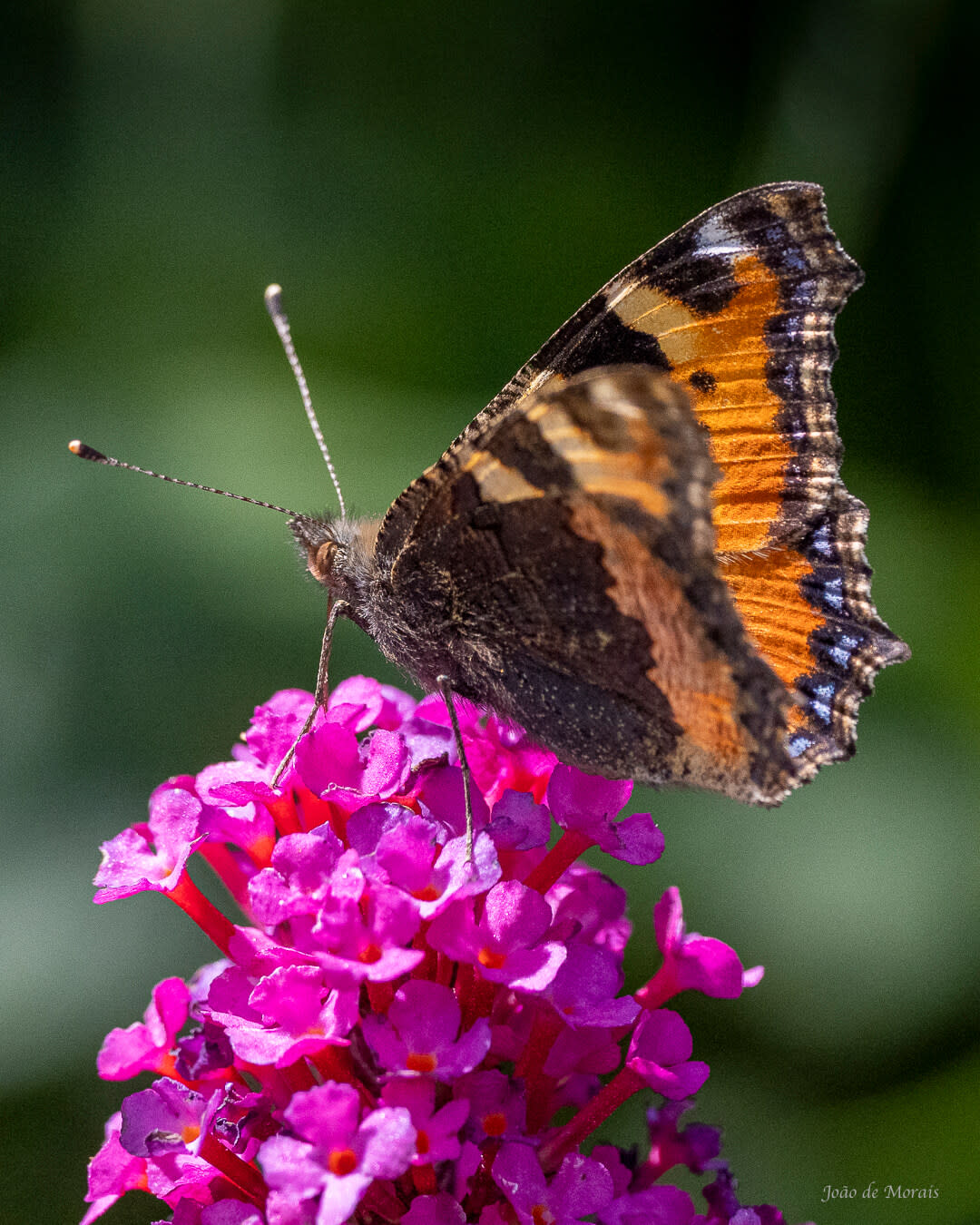 Midsummer Colours