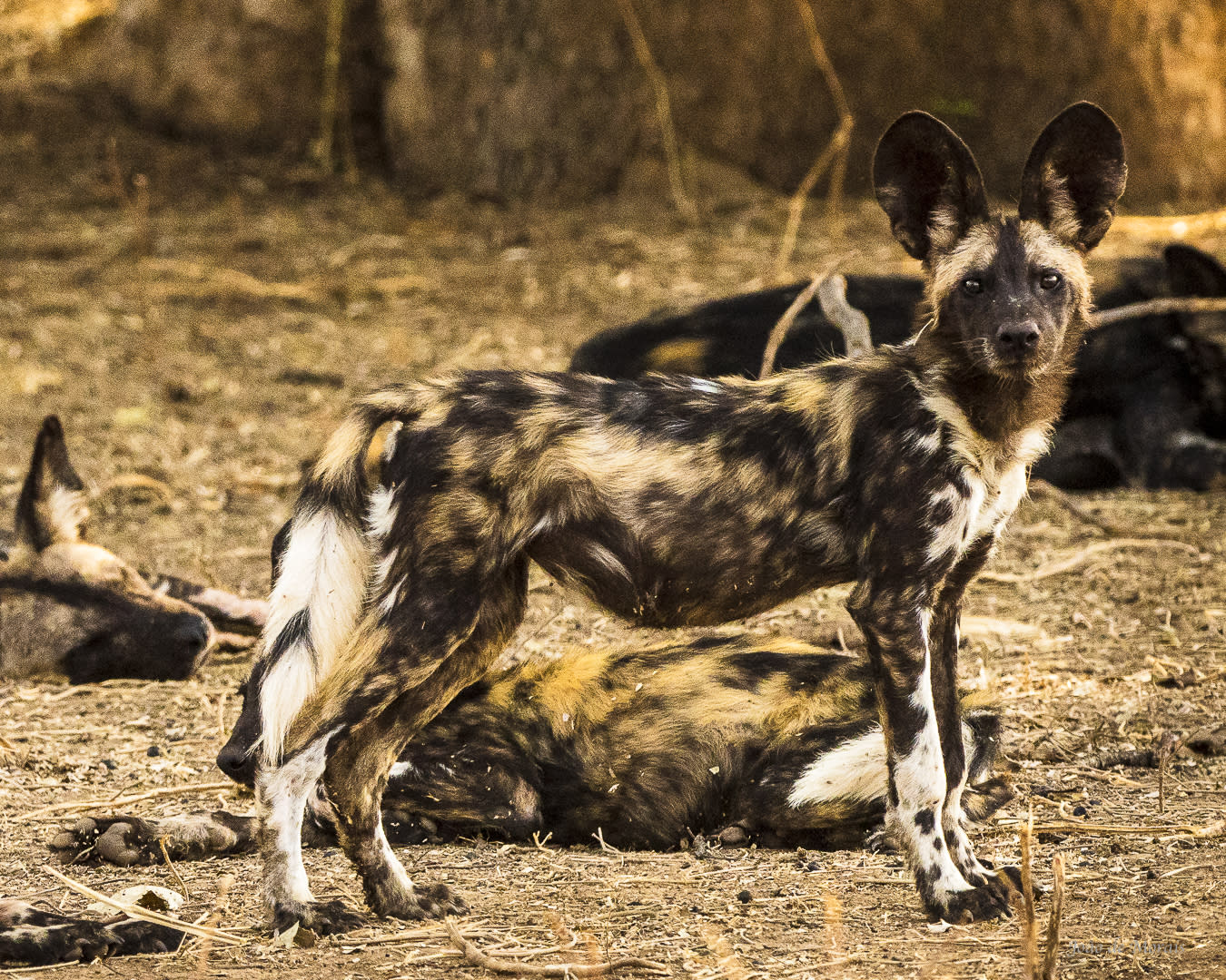 I am all ears…