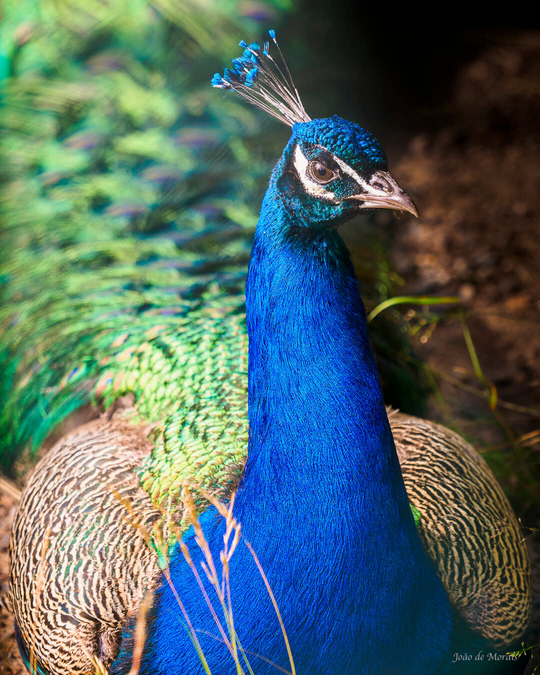 Faroe, the Peacock