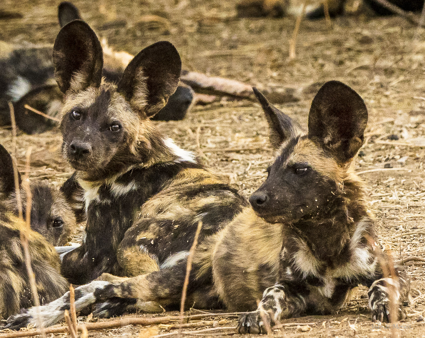 Young African Wild Dogs