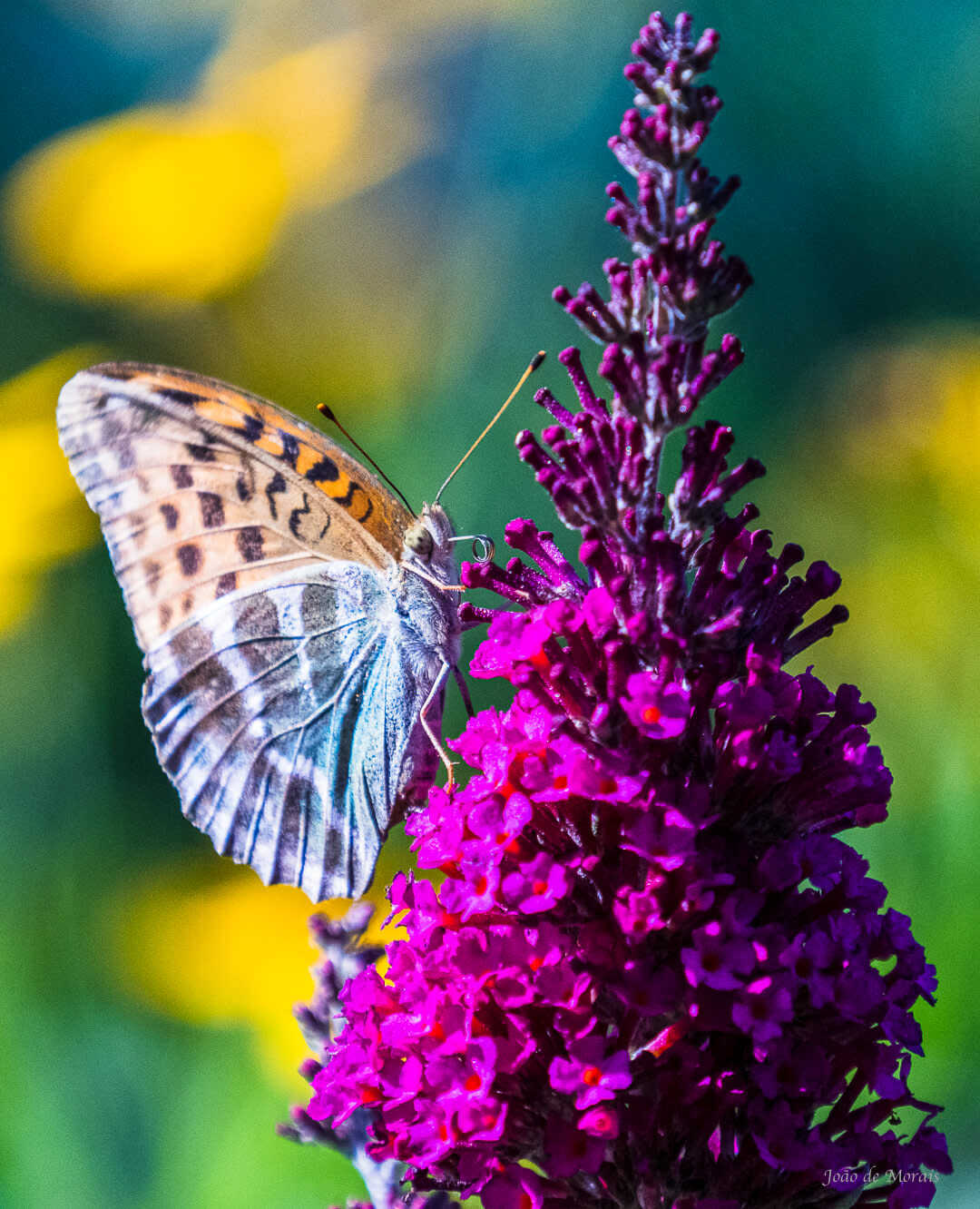 Garden Life