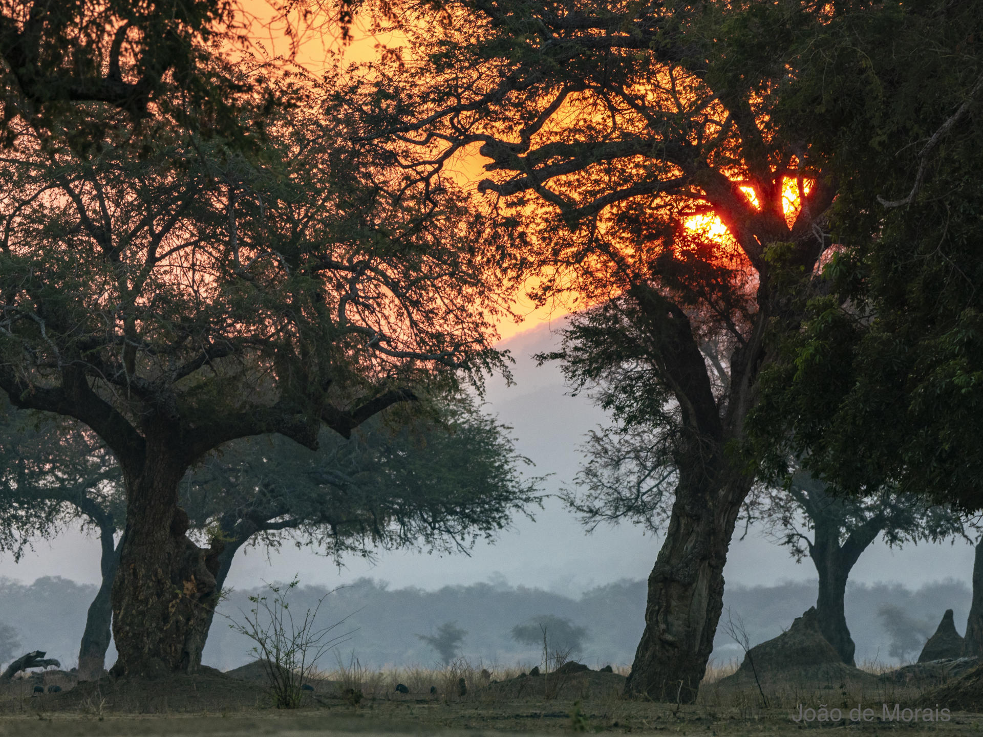 Nightfall walk by the Zambezi