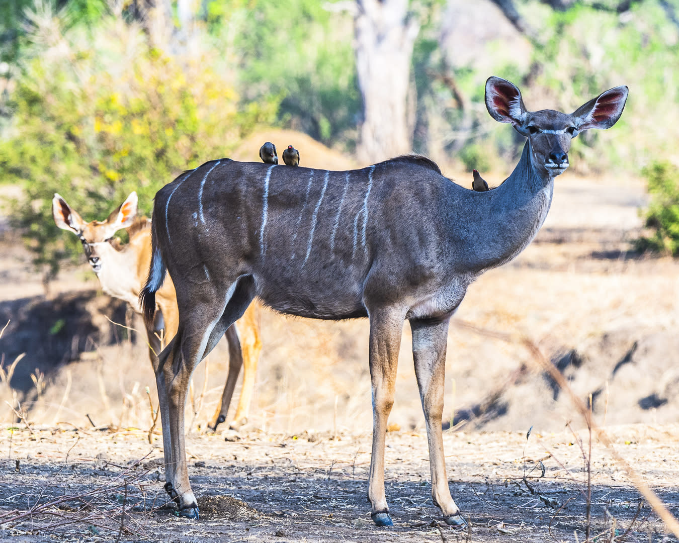 Female Kudu 