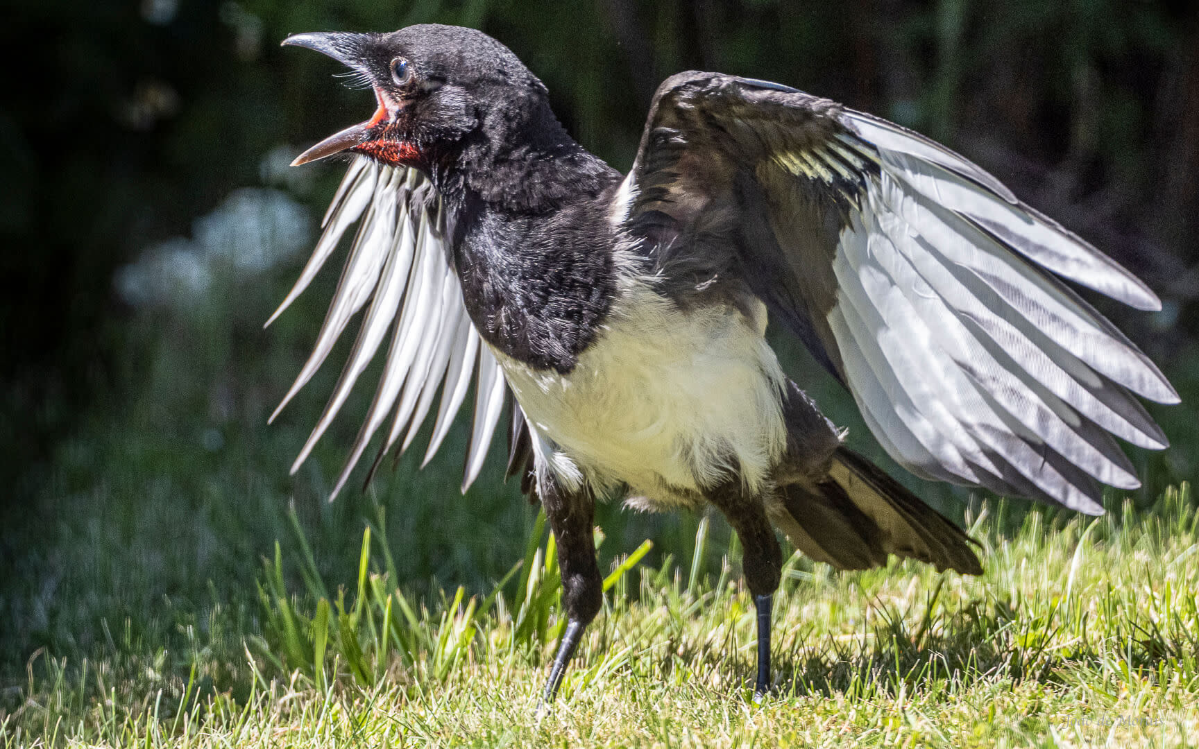 Magpie Mood