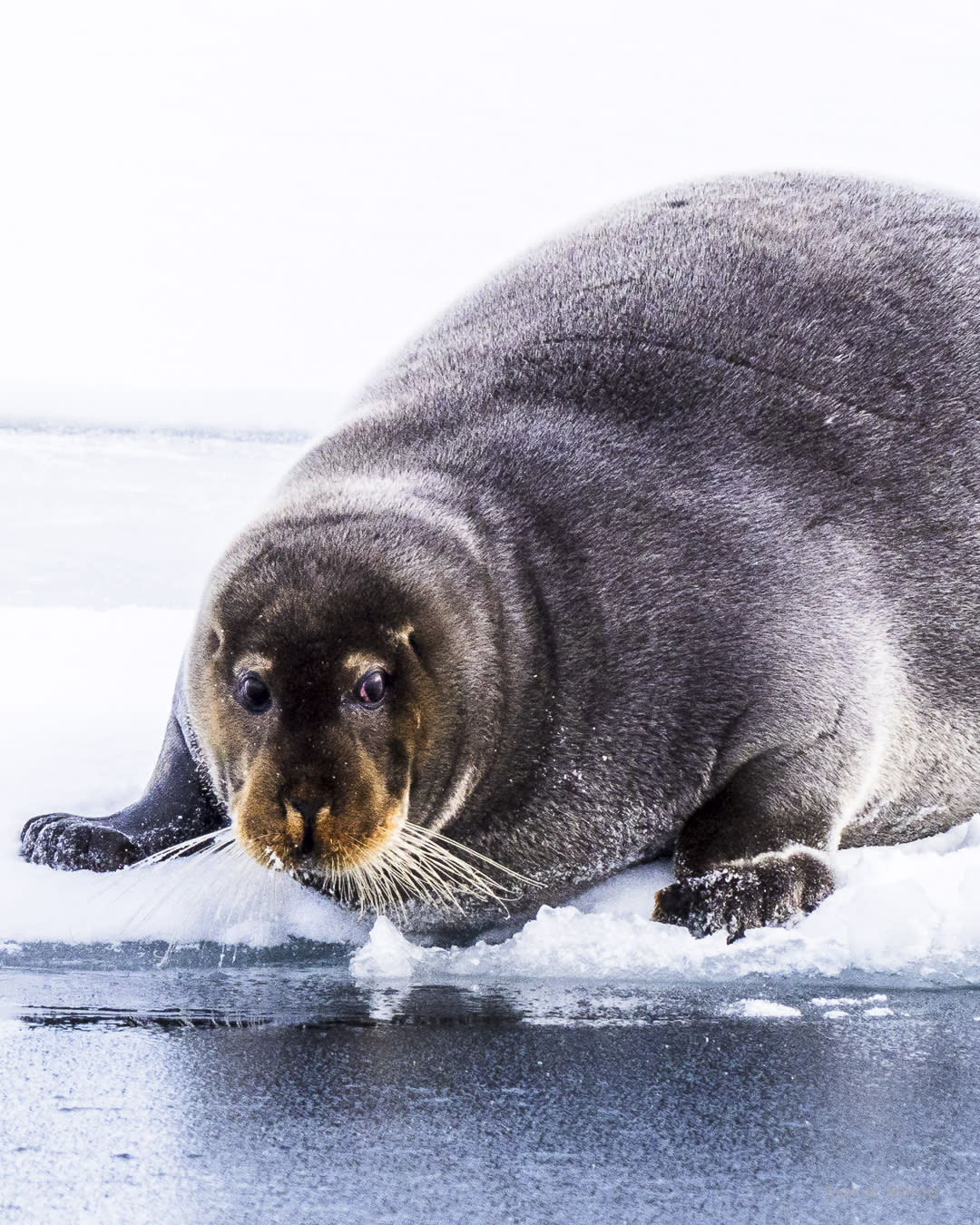 Mirror Mirror on the Ice...