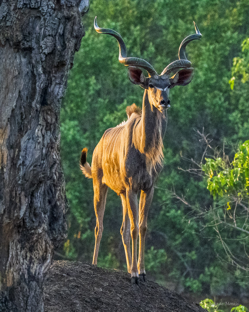 The Greater Kudu Bull