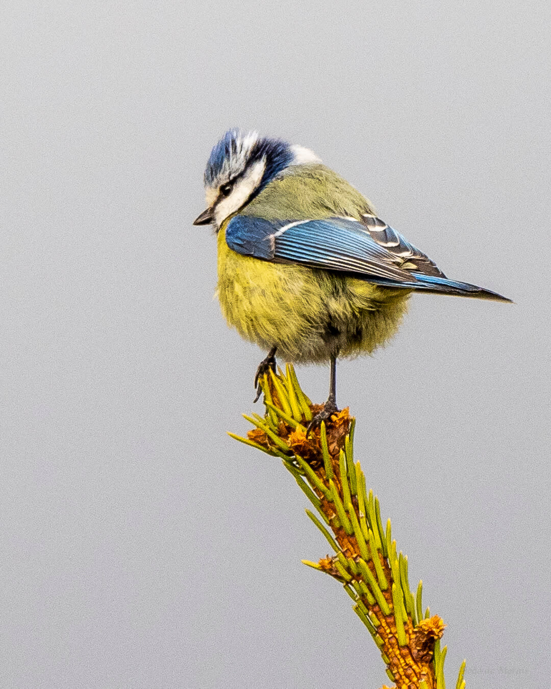 Blue Tit high on a spruce