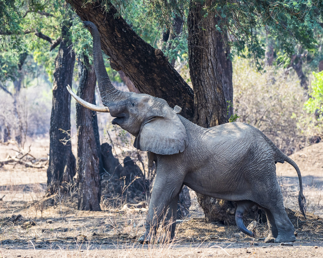 Sexually mature Elephant Bull