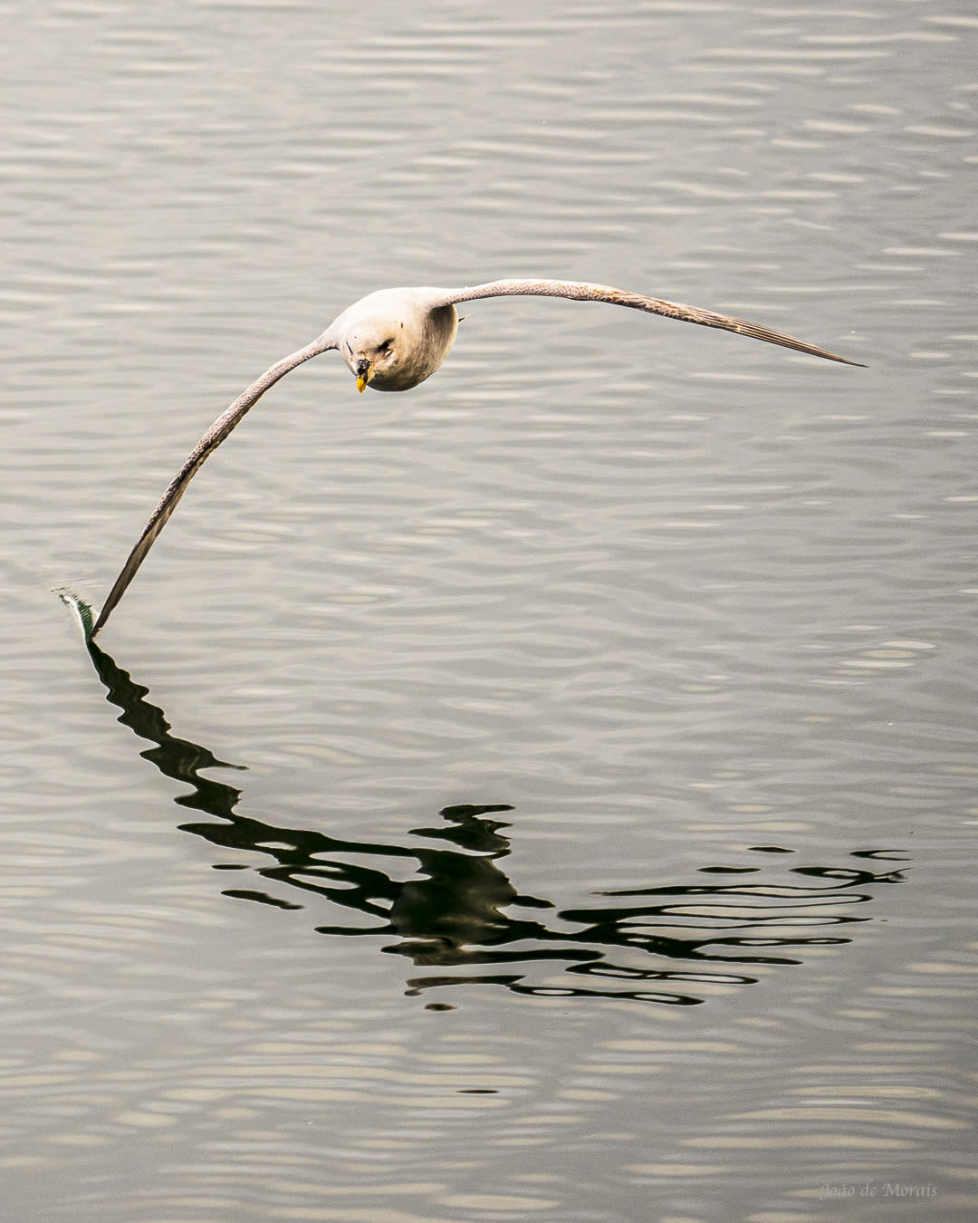 Gliding Fulmar