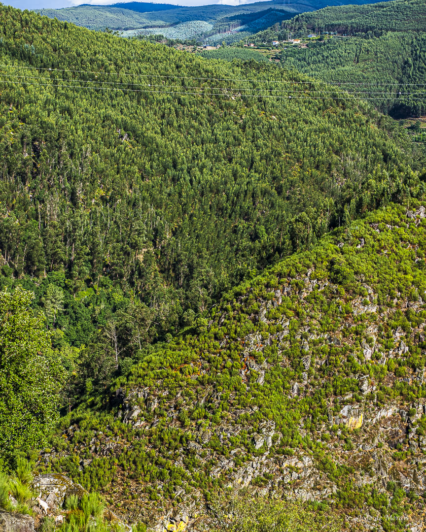 Paiva River Bank with Climbing Goats