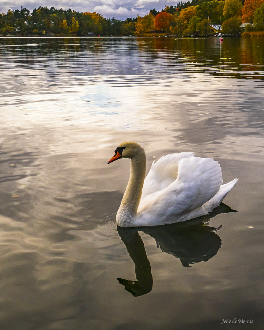 A 'biblical' Swan