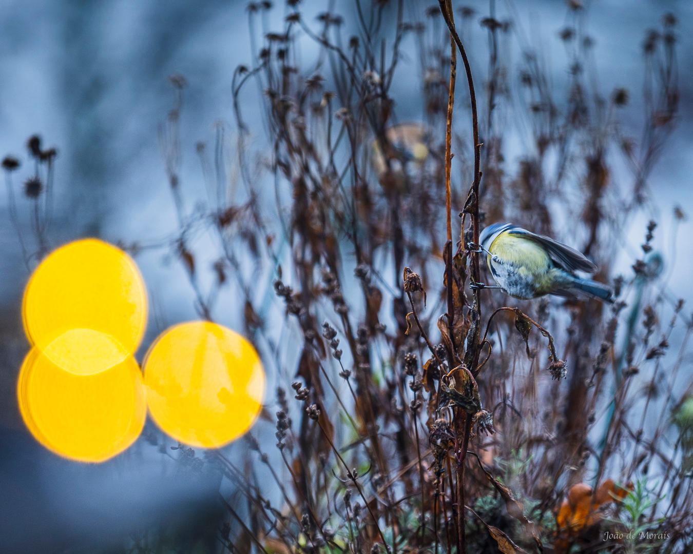 ‘Like a candle in the wind...