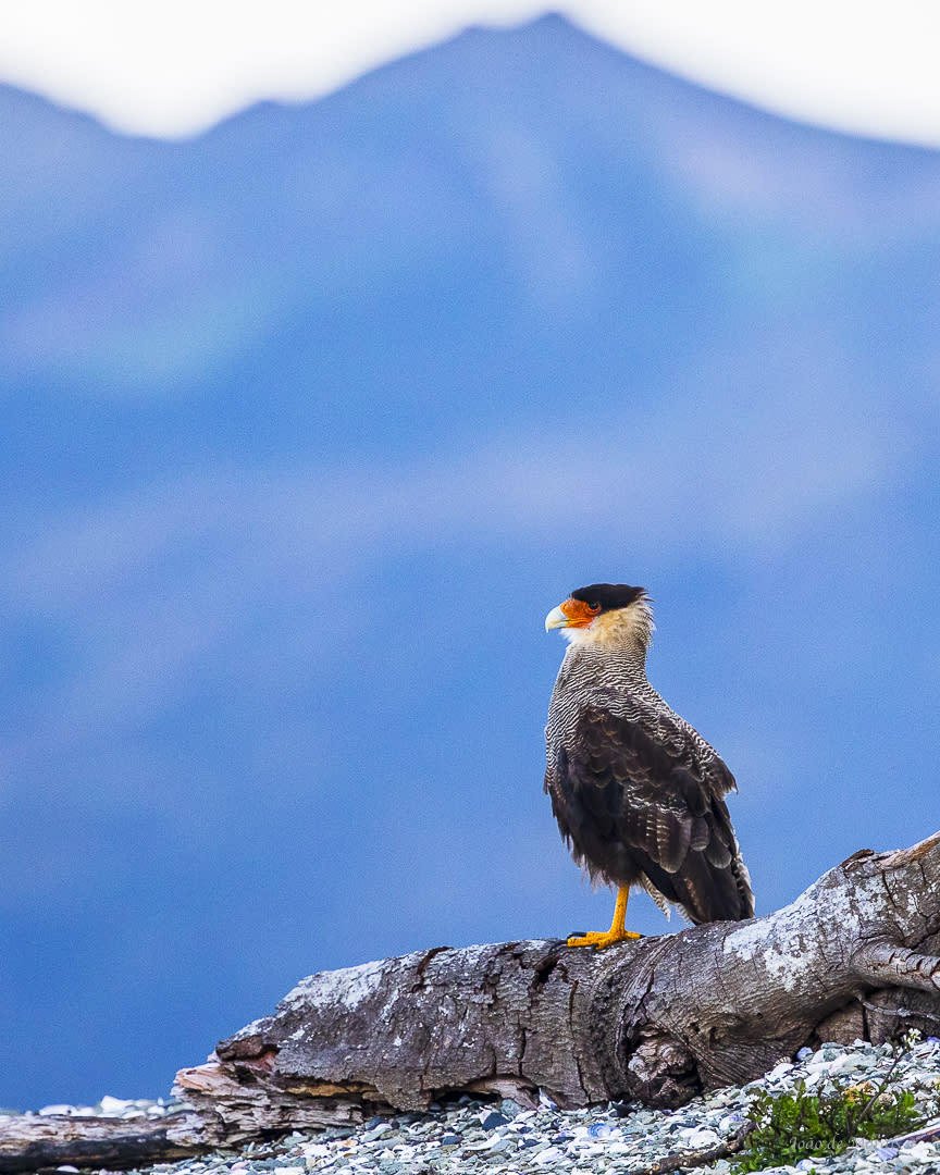 Southern Crested Caracara