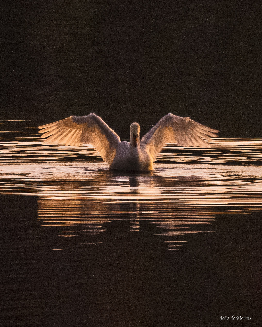 Winter Swan