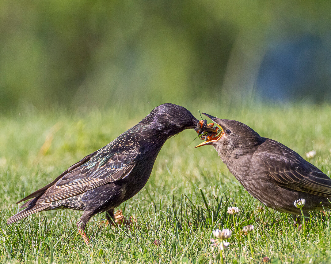 Feeding the Future (nr 2) 