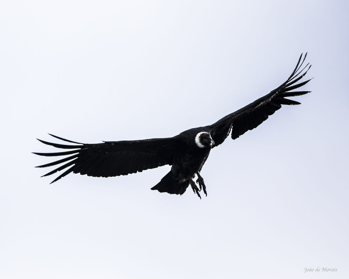 Andean Condor