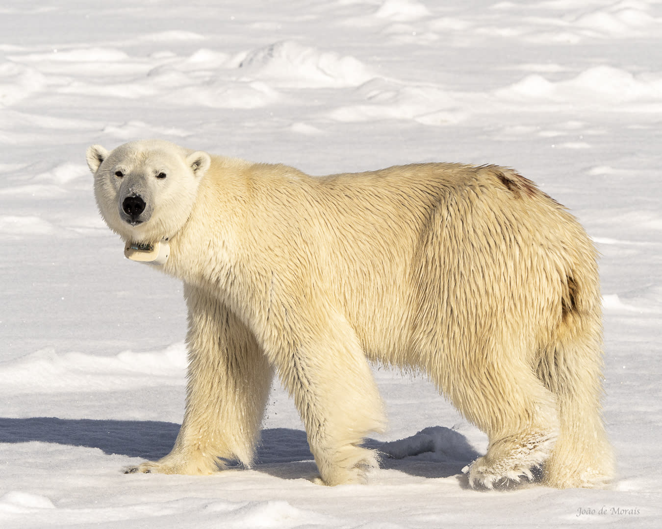 Bear Monitoring