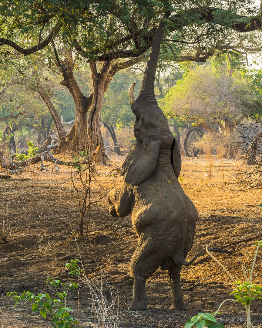 Standing Elephant