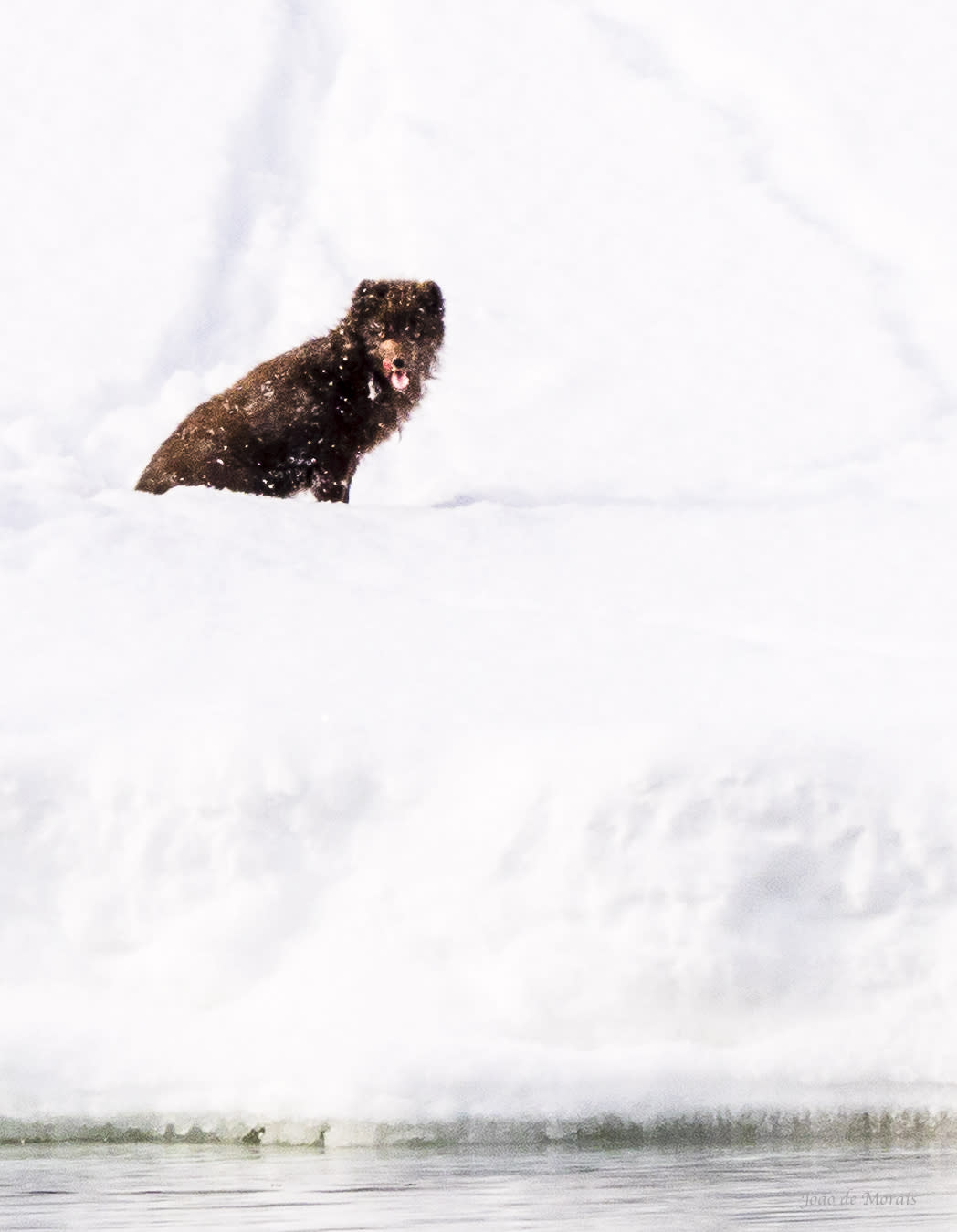 A Snowy, Rare Dot