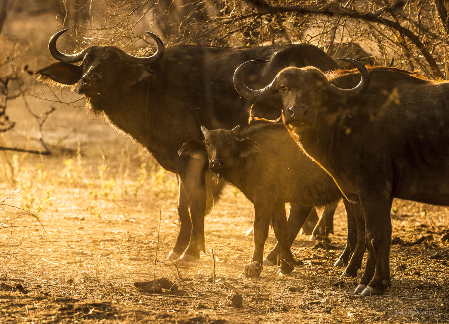 Savanna Buffalo