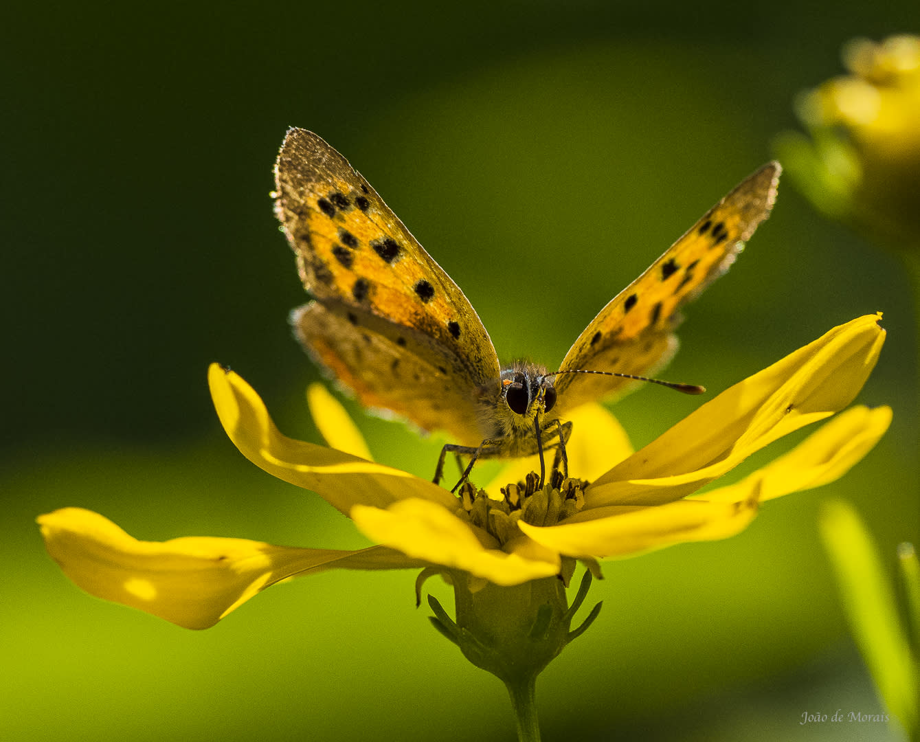 Shades of Yellow