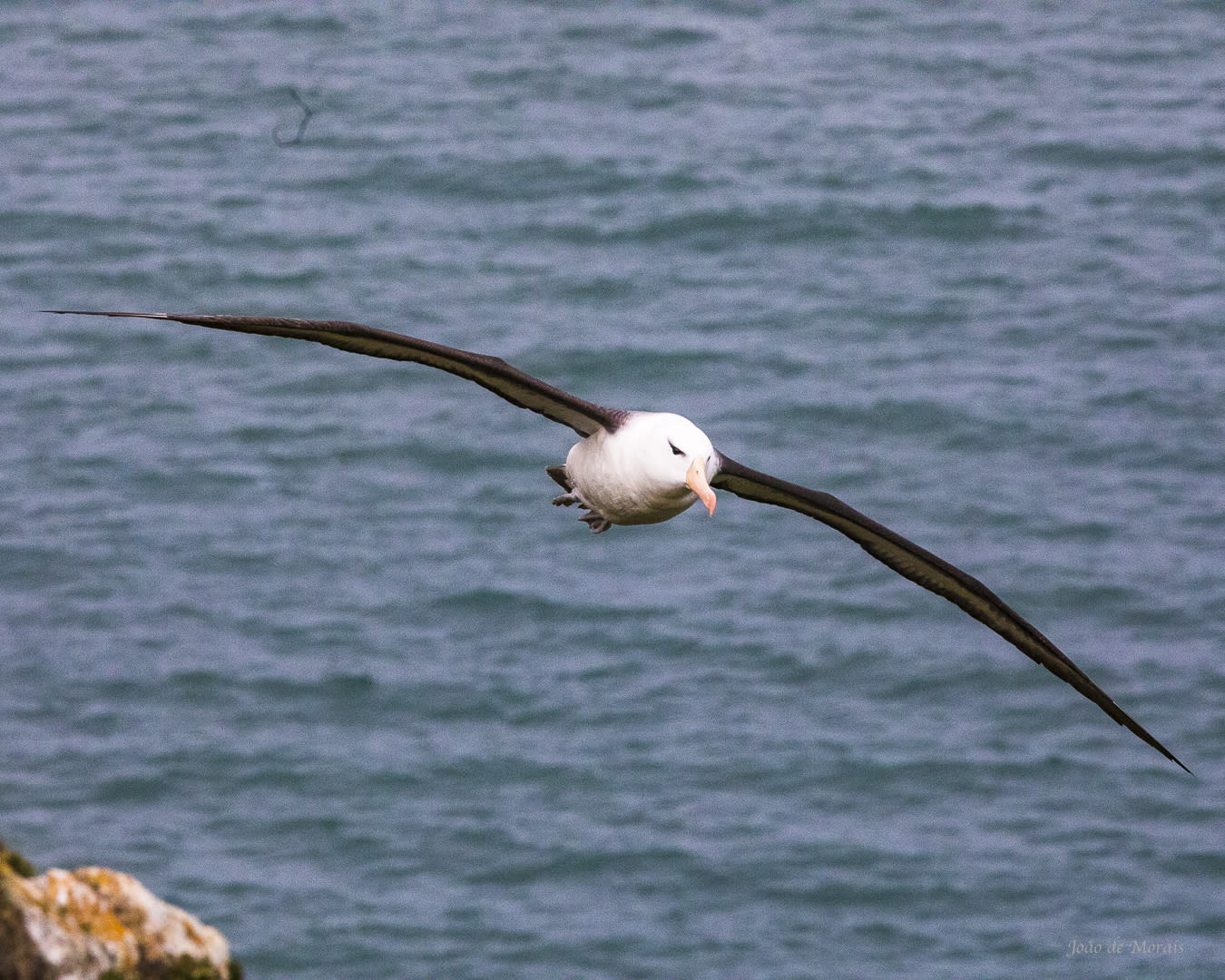 Black-browed Albatross 