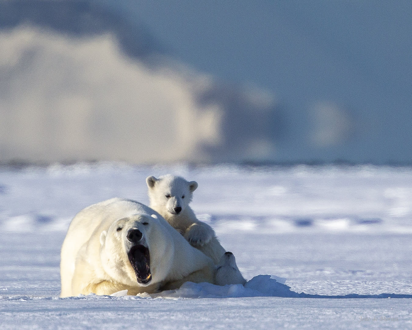 Mother and 2 cubs