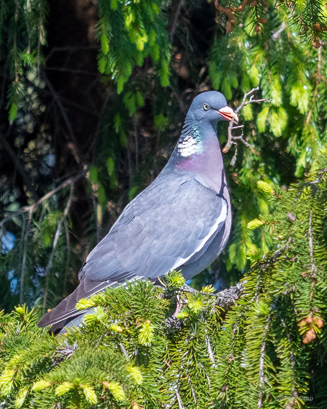 Wood Pigeon family building their nest (nr 4)