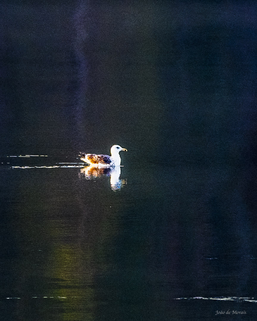 Seagull at Dawn nr 2