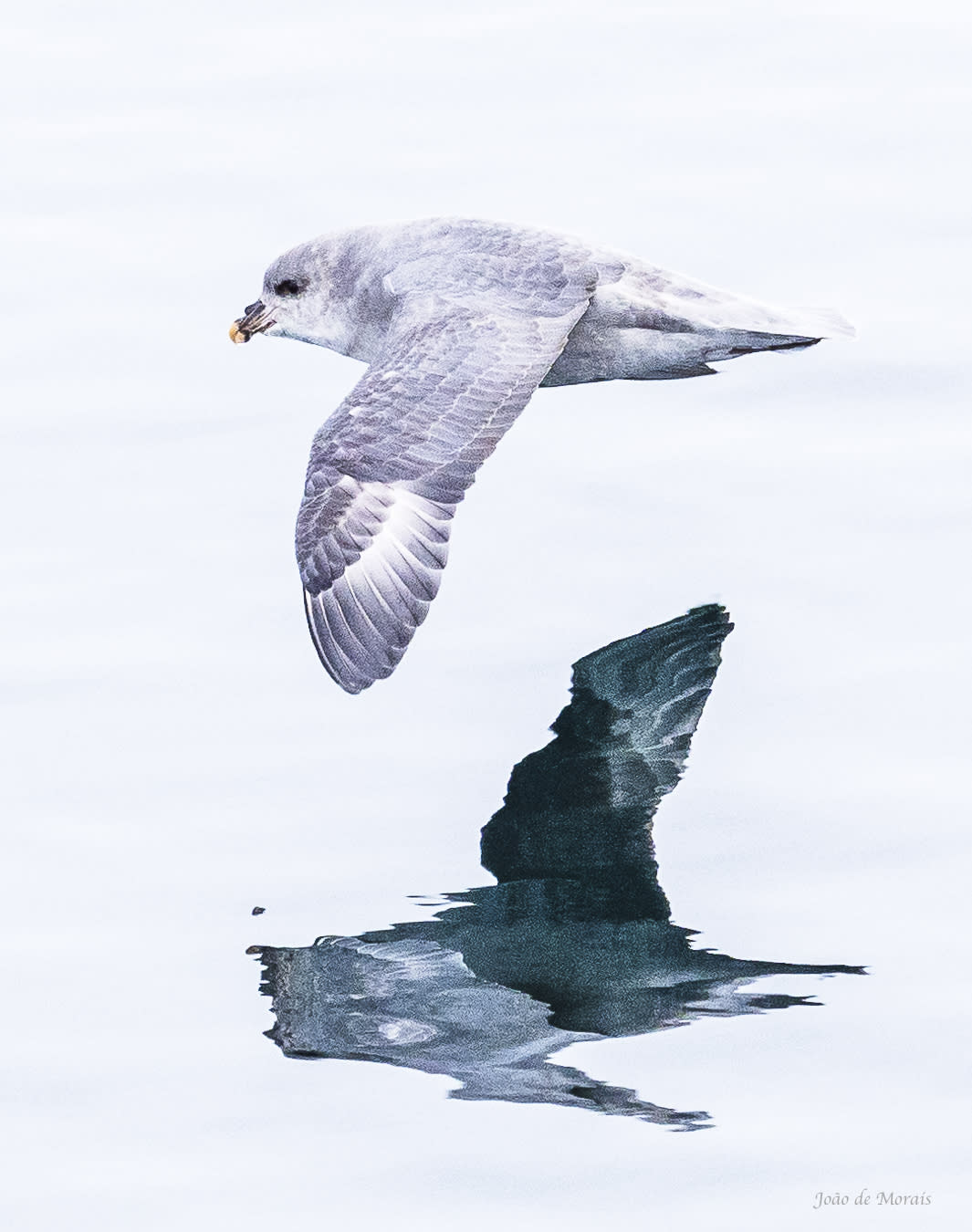 Northern Arctic Fulmar