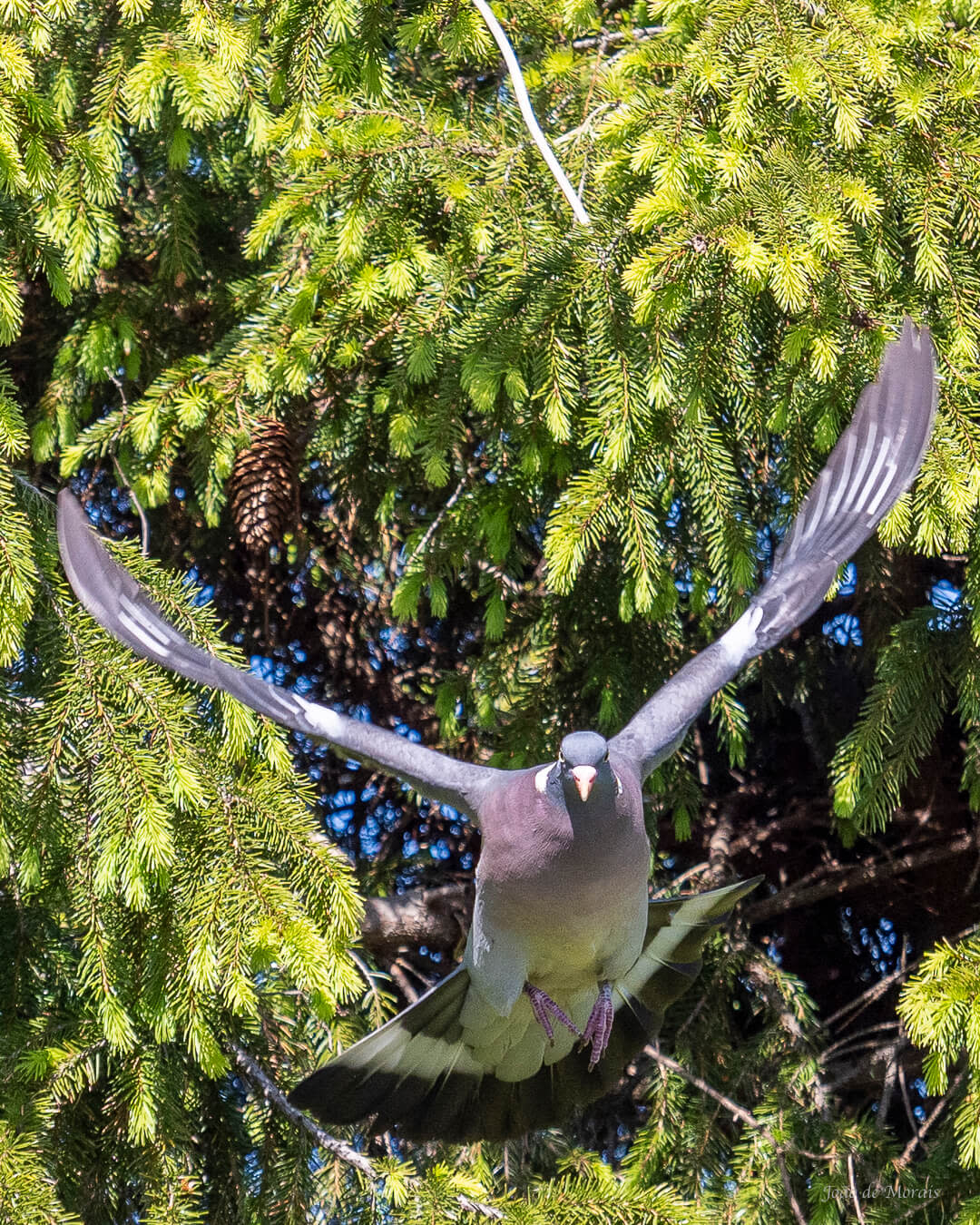 Wood Pigeon family building their nest (nr 1)