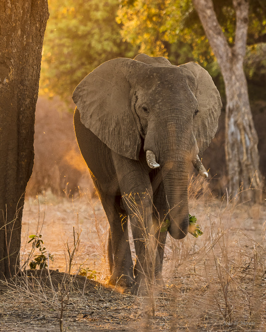 Elephant at sunset