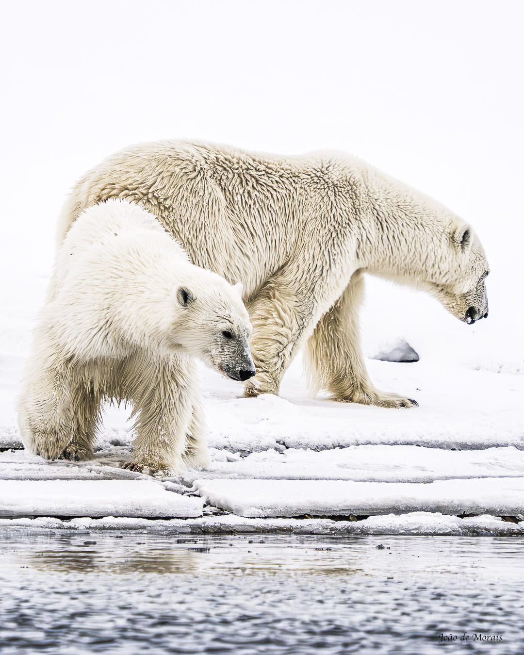 Mother Bear and Her Cub