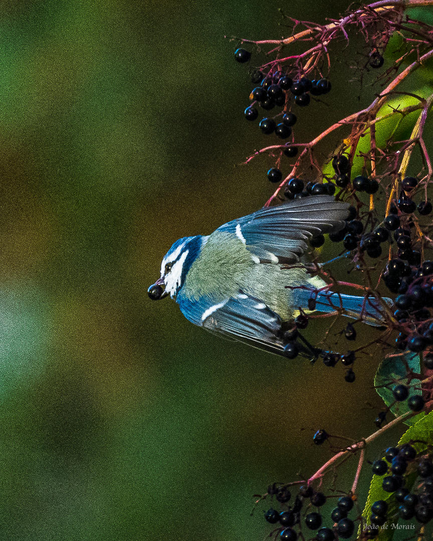 Stolen Fruit is the Sweetest