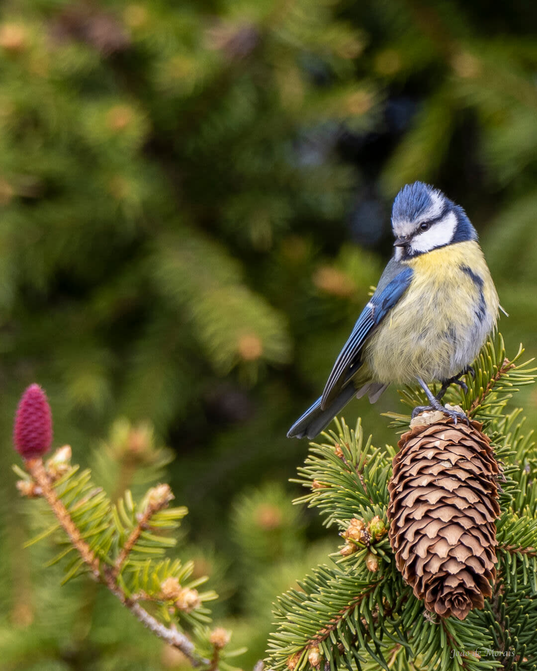 Springing high