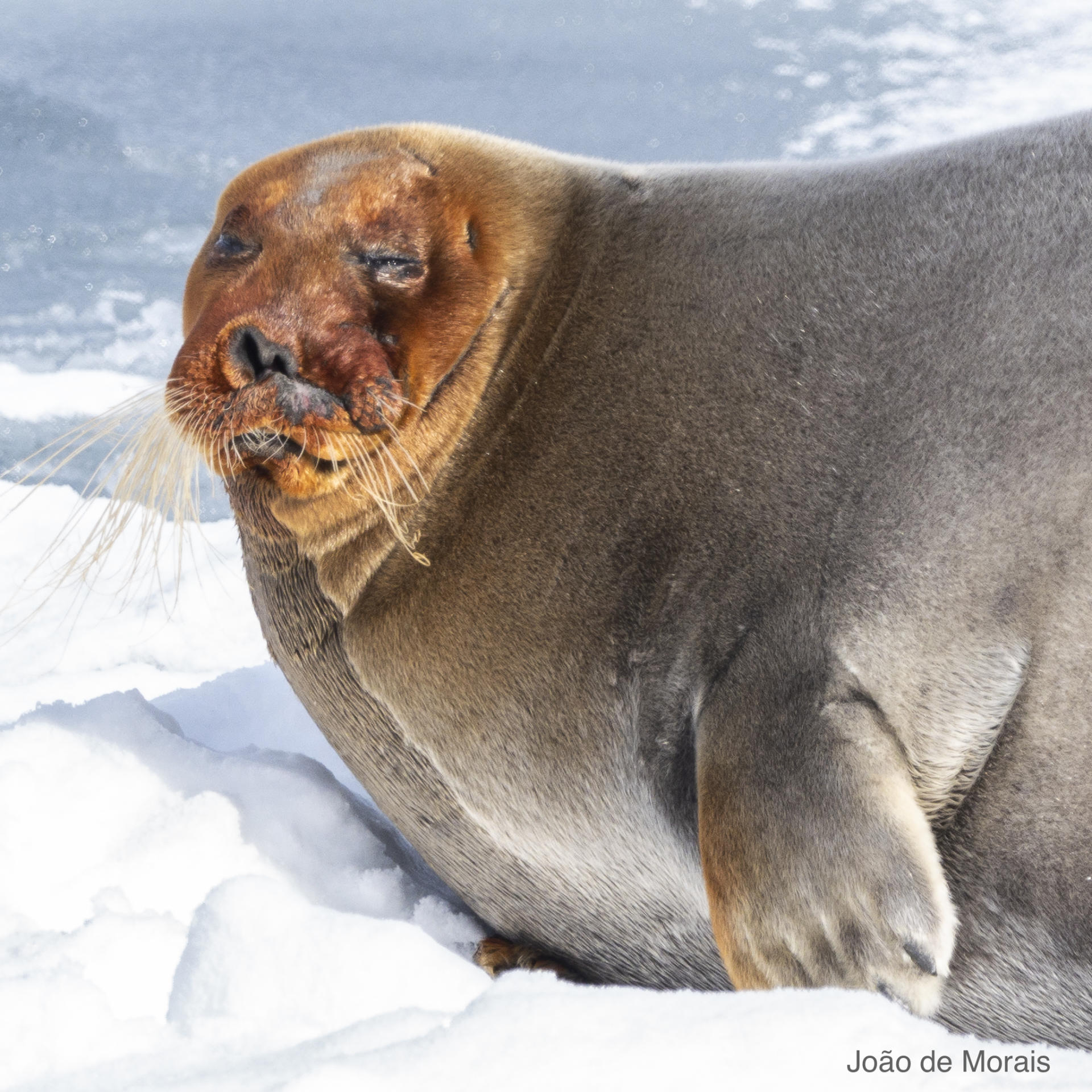 Scar-faced Bearded Seal