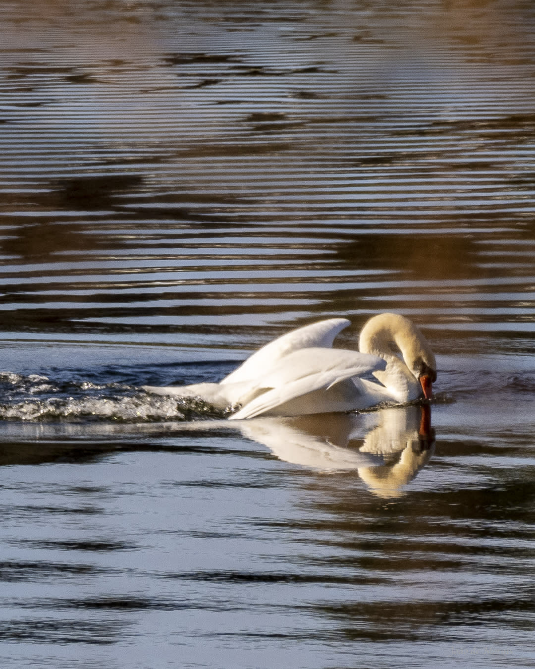 Mirror Mirror on the water, when will Mankind stop the Slaughter?