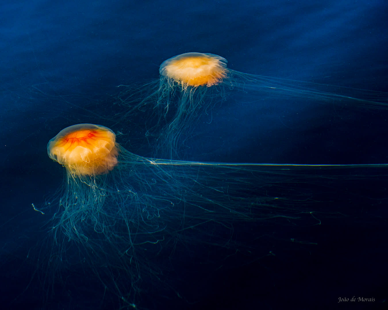 Lion's Mane Jellyfish #2