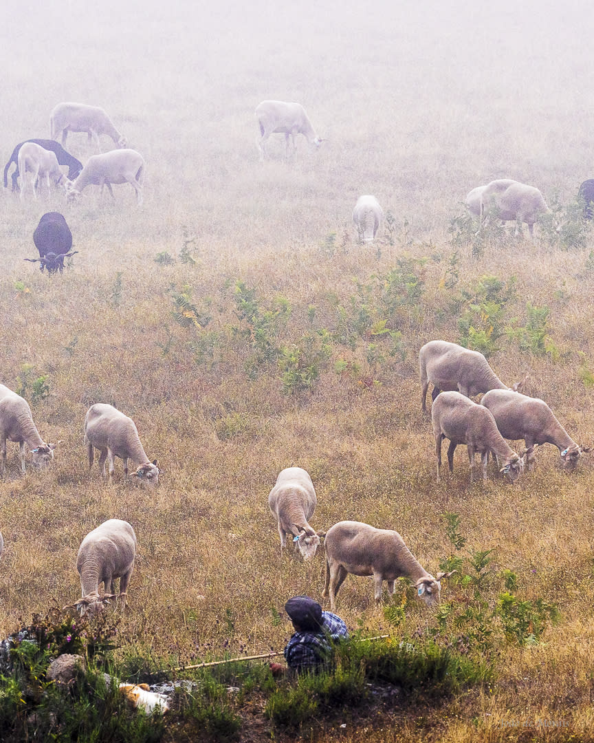 The Mist, the Shepherd and his Sheep