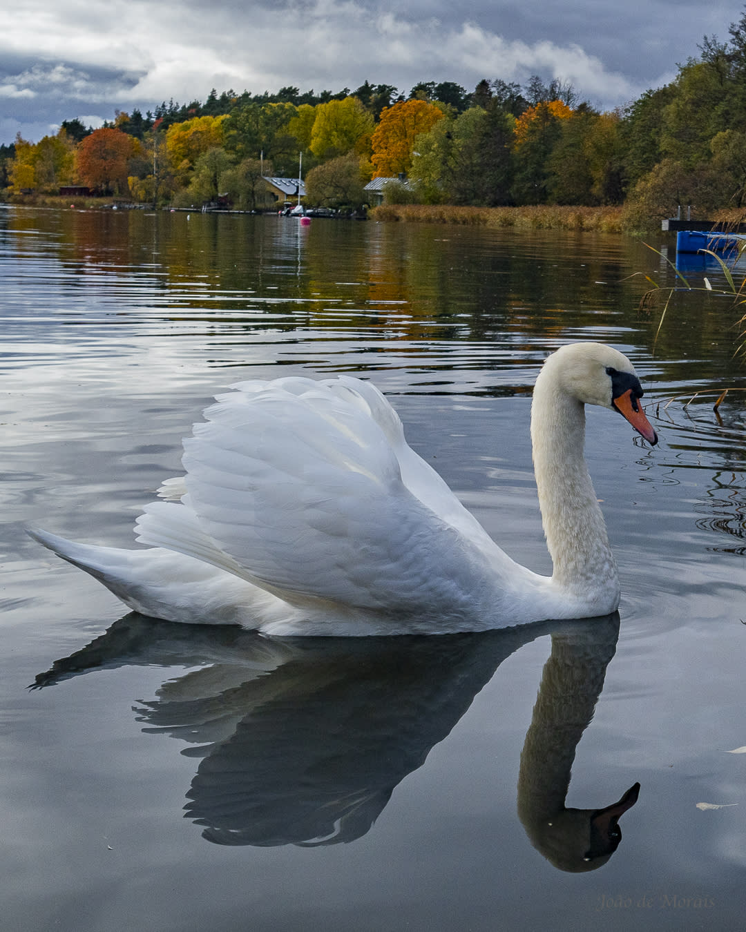 Windsurfing Mute Swan