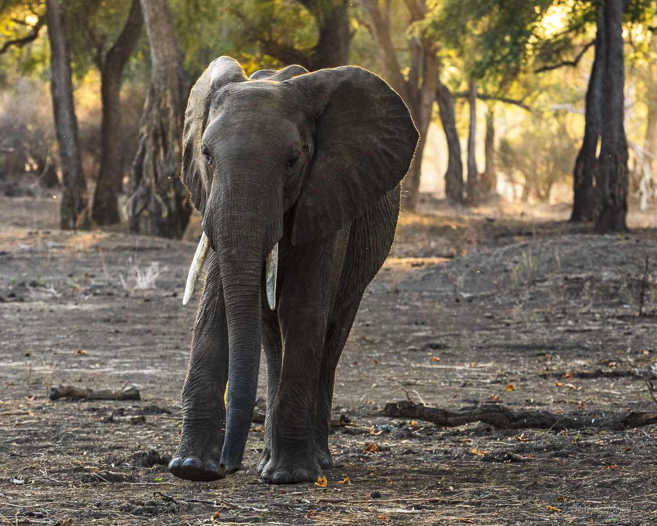 Elephant at nightfall